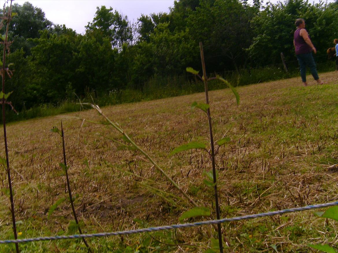 Ridelejre hos Mette Hald Ramussen billede 92