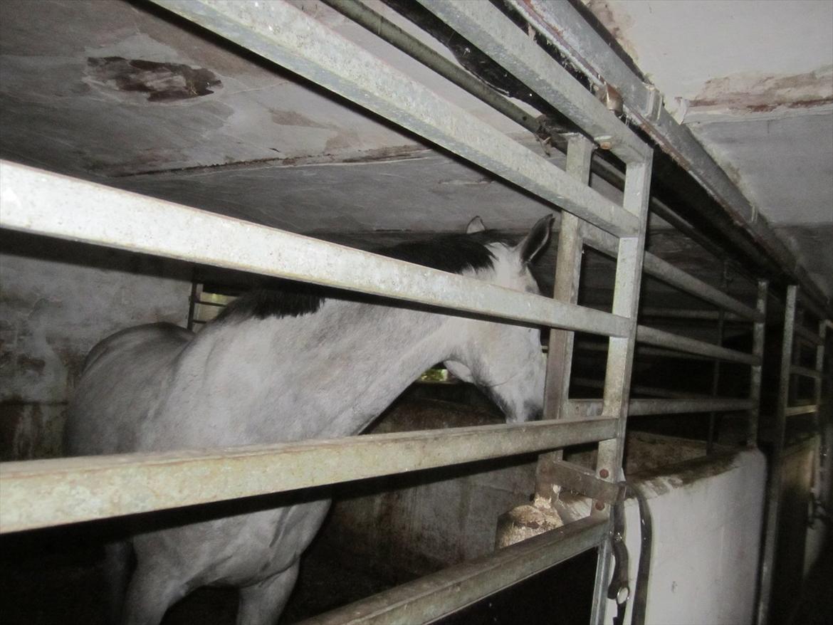 Ridelejr 2011 - Tina Lund - En af opstalders hest (eller tinas) ;) billede 56