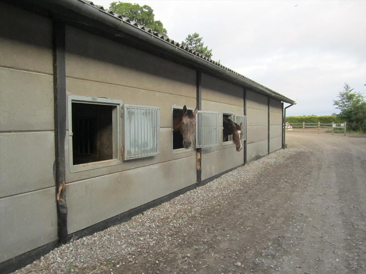 Ridelejr 2011 - Tina Lund - Tinas stalde billede 59