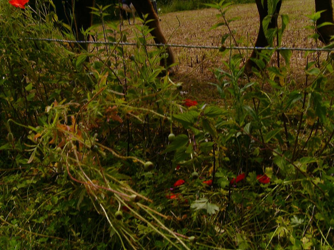 Ridelejre hos Mette Hald Ramussen billede 99