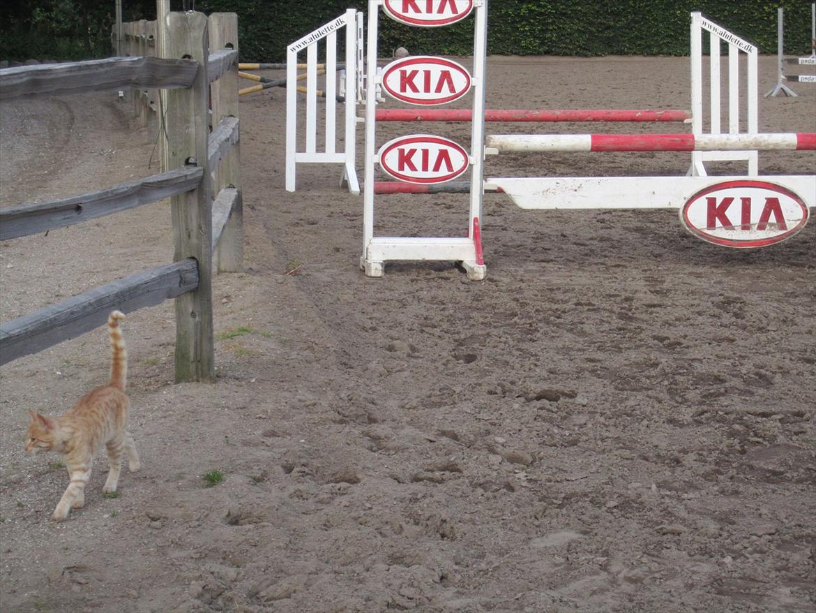 Ridelejr 2011 - Tina Lund - Kia spring ;) billede 62