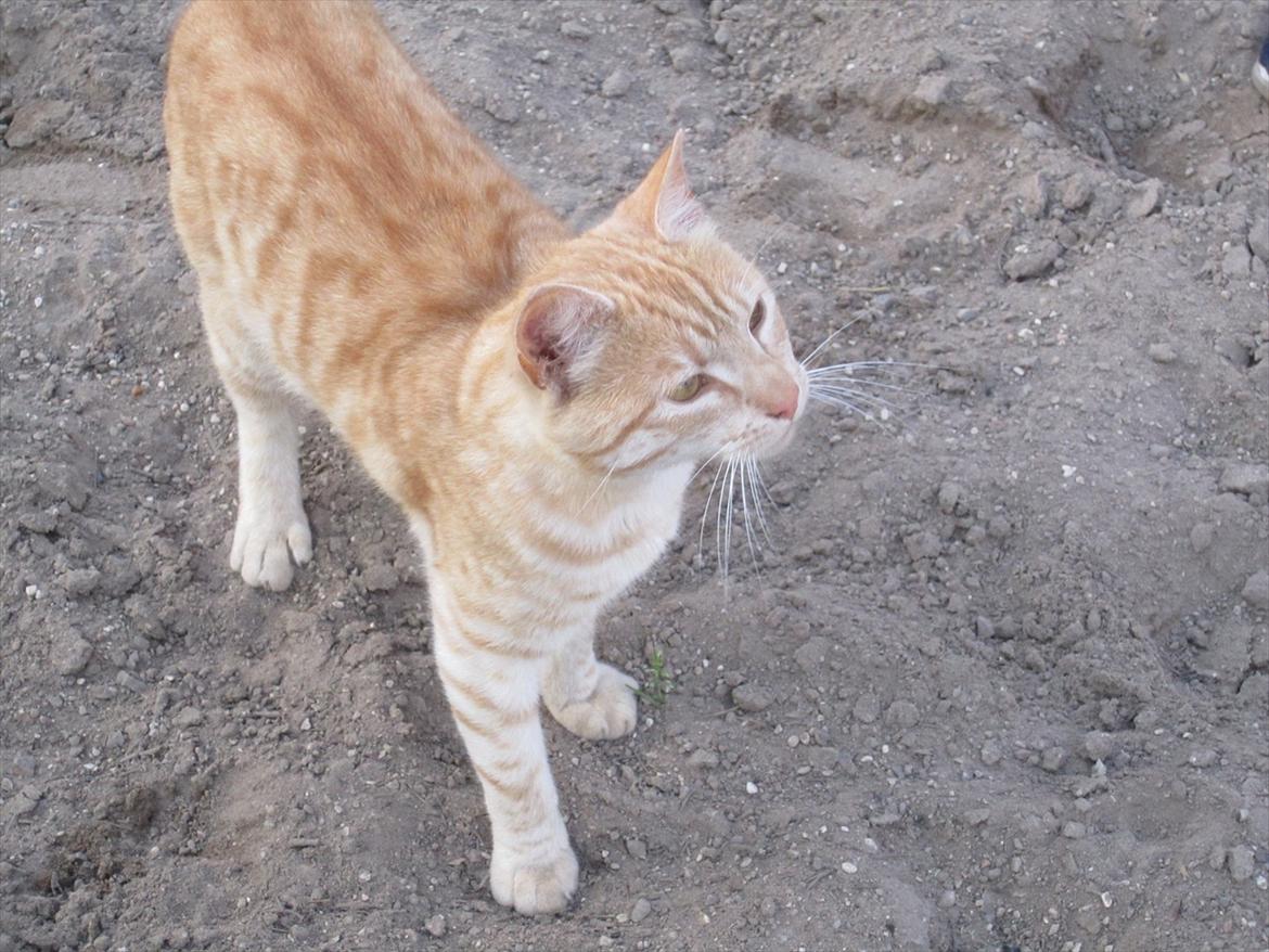 Ridelejr 2011 - Tina Lund - MISSER!...igen ;D billede 67