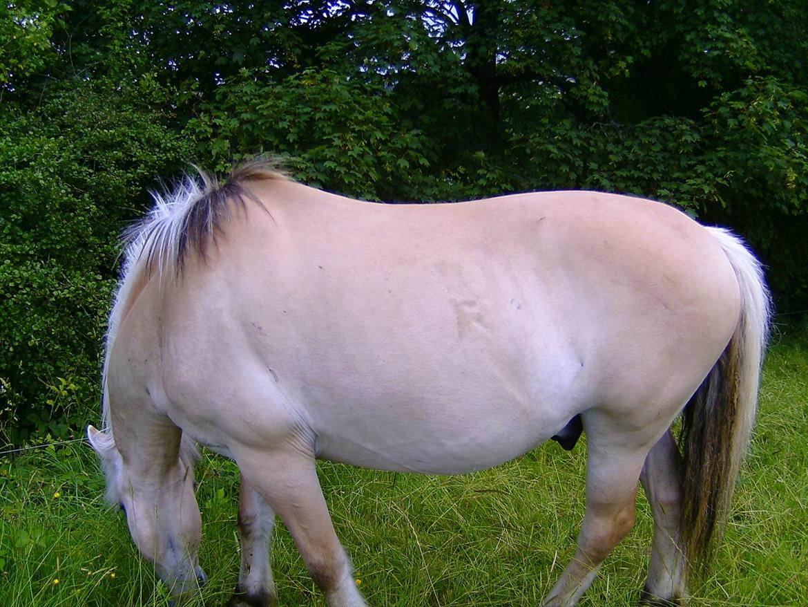 Ridelejre hos Mette Hald Ramussen billede 124