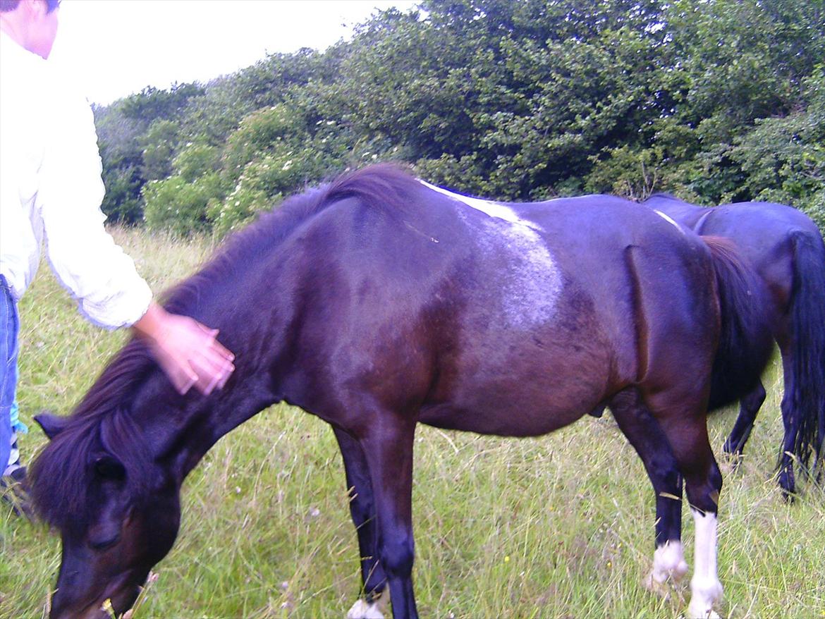 Ridelejre hos Mette Hald Ramussen billede 126