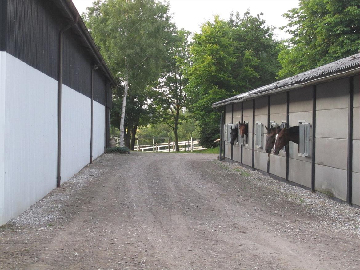 Ridelejr 2011 - Tina Lund billede 68