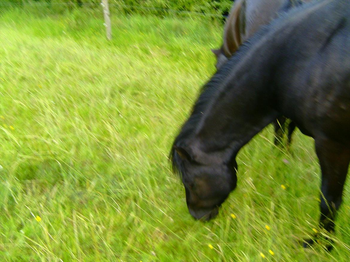 Ridelejre hos Mette Hald Ramussen billede 127