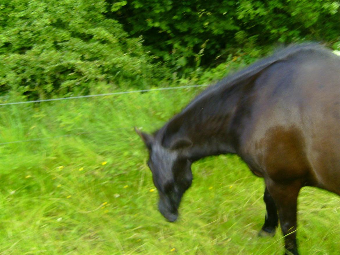 Ridelejre hos Mette Hald Ramussen billede 128