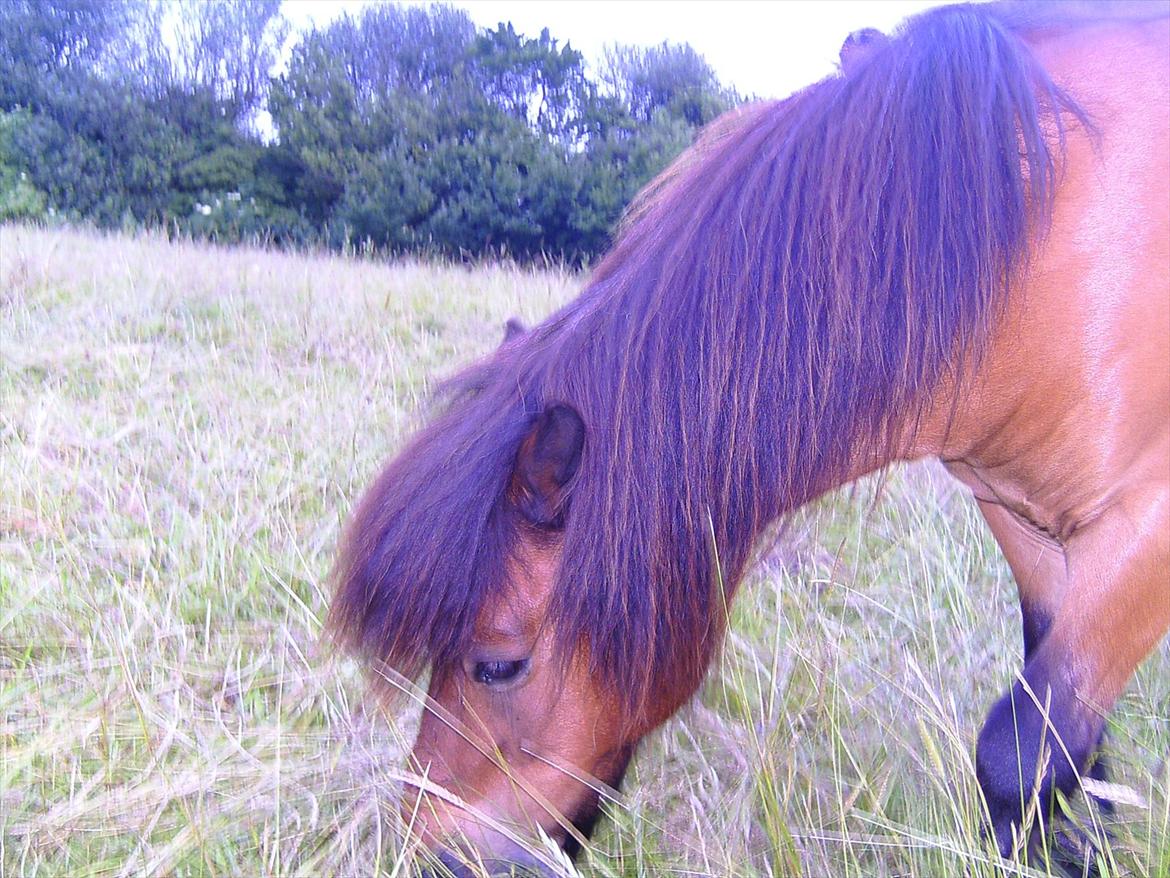 Ridelejre hos Mette Hald Ramussen billede 129