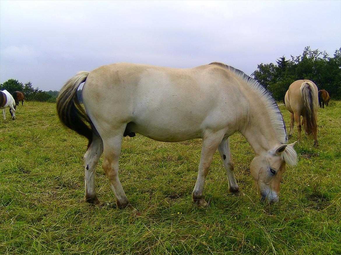 Ridelejre hos Mette Hald Ramussen billede 130