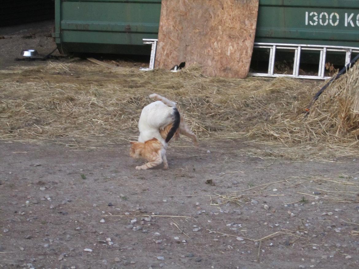 Ridelejr 2011 - Tina Lund - 2 katte der kom op at slås....syygt billede alligevel ;D billede 69