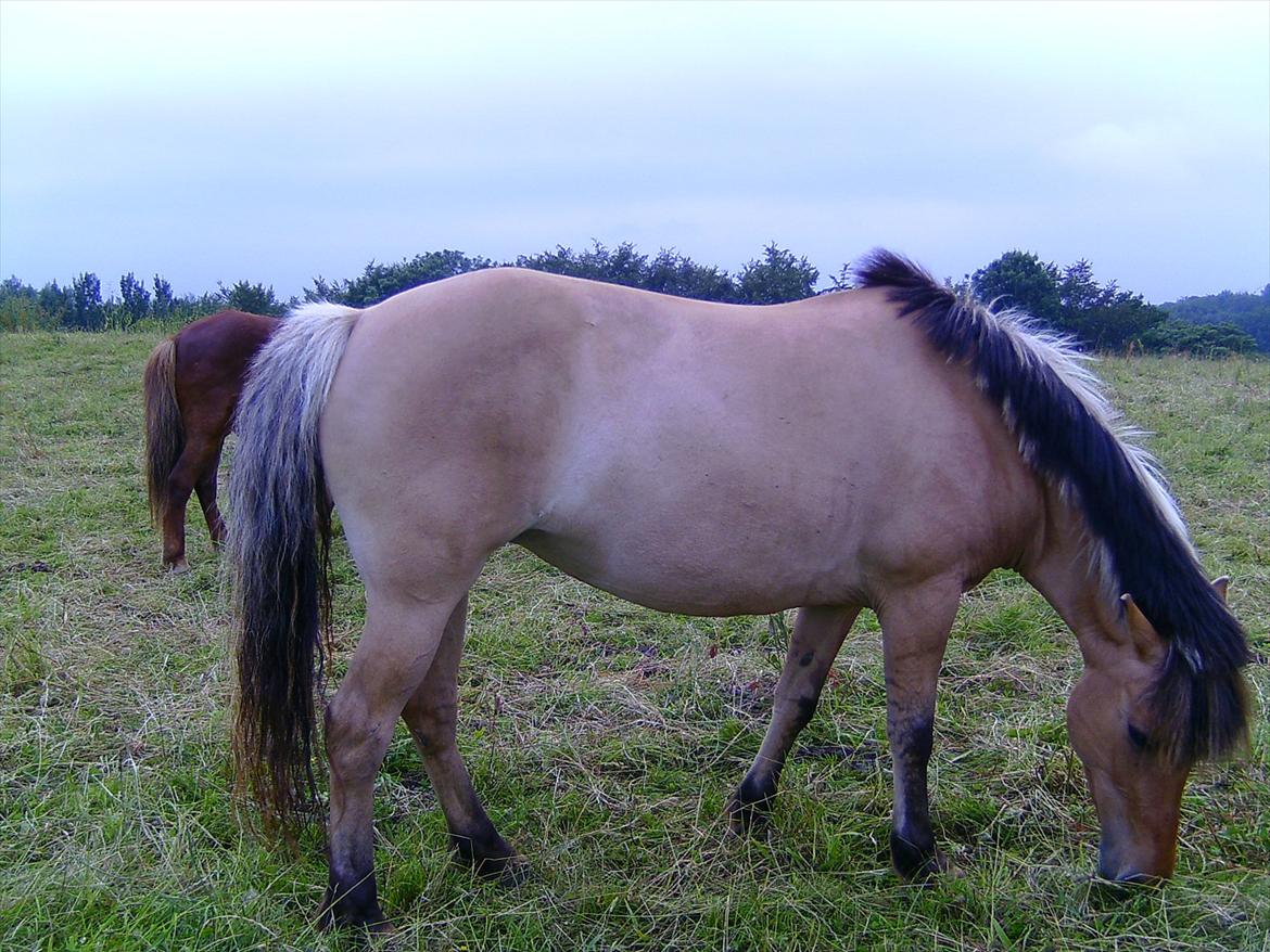 Ridelejre hos Mette Hald Ramussen billede 131