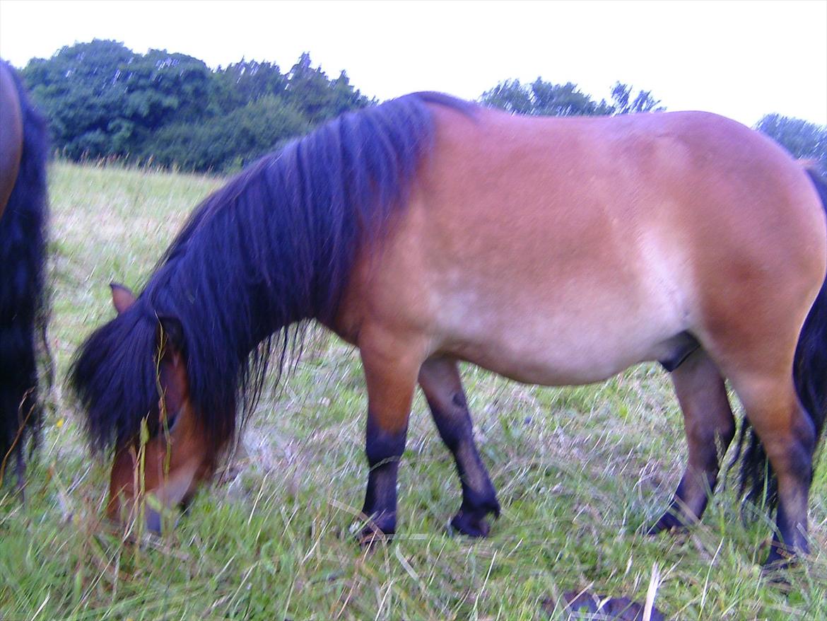 Ridelejre hos Mette Hald Ramussen billede 132