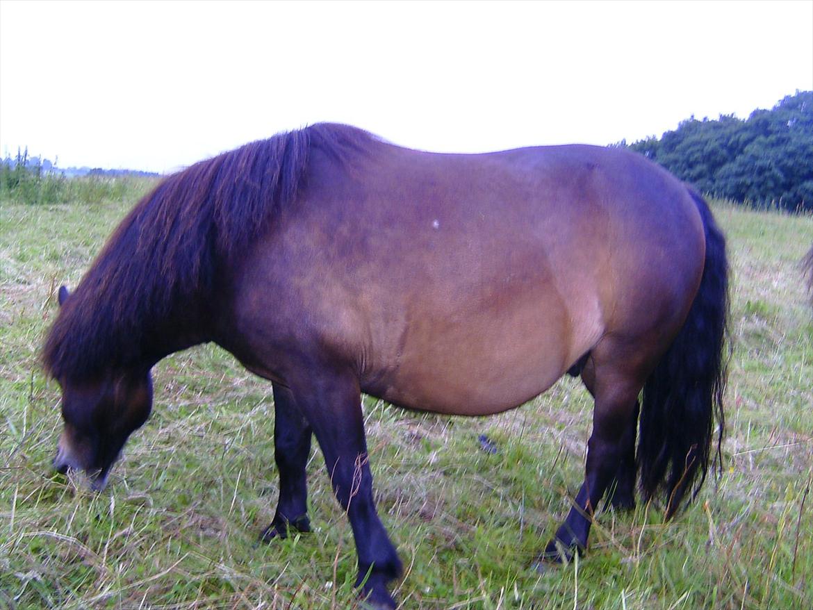 Ridelejre hos Mette Hald Ramussen billede 133