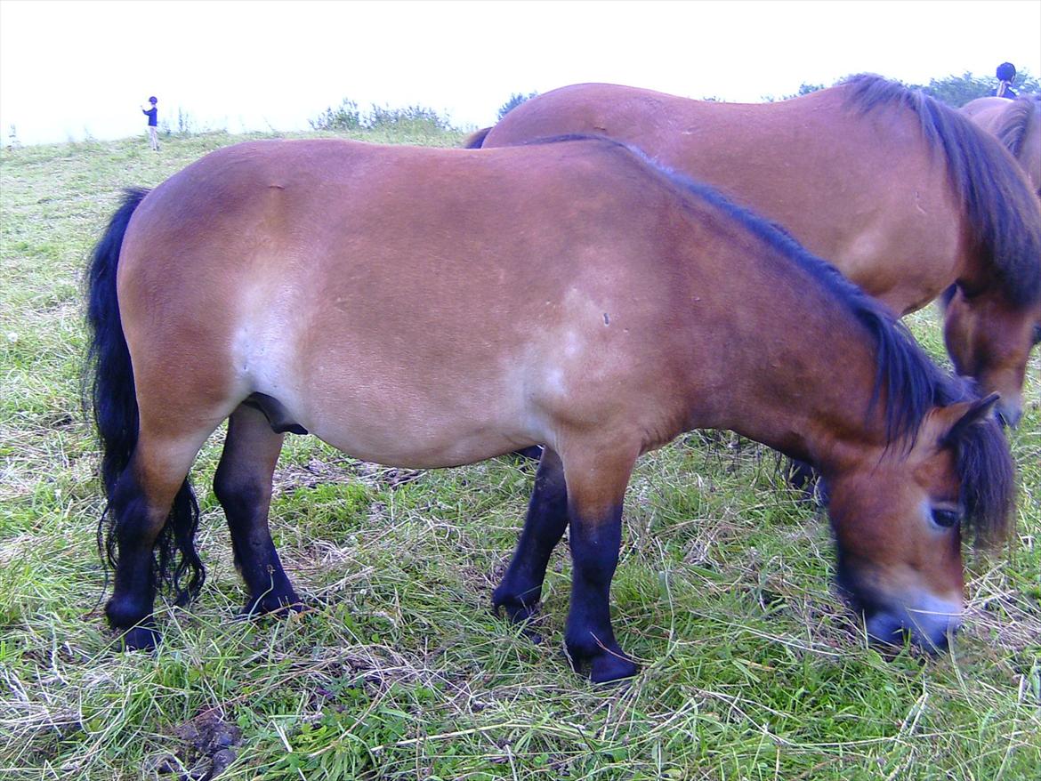 Ridelejre hos Mette Hald Ramussen billede 134