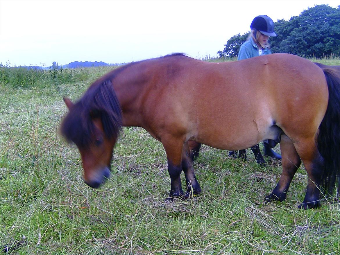 Ridelejre hos Mette Hald Ramussen billede 135