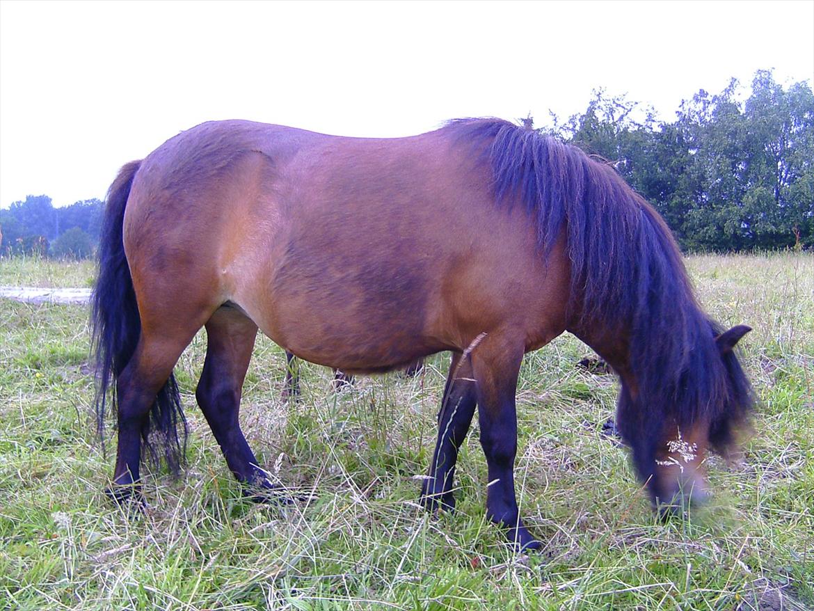 Ridelejre hos Mette Hald Ramussen billede 136