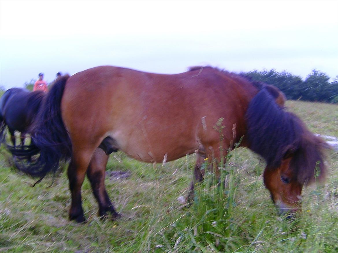 Ridelejre hos Mette Hald Ramussen billede 137