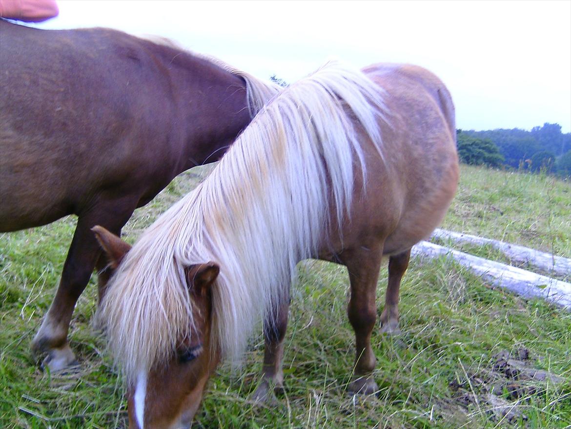 Ridelejre hos Mette Hald Ramussen billede 138