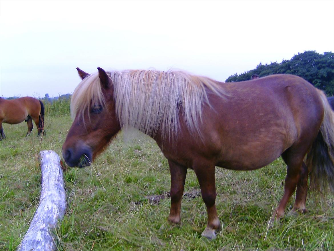Ridelejre hos Mette Hald Ramussen billede 140