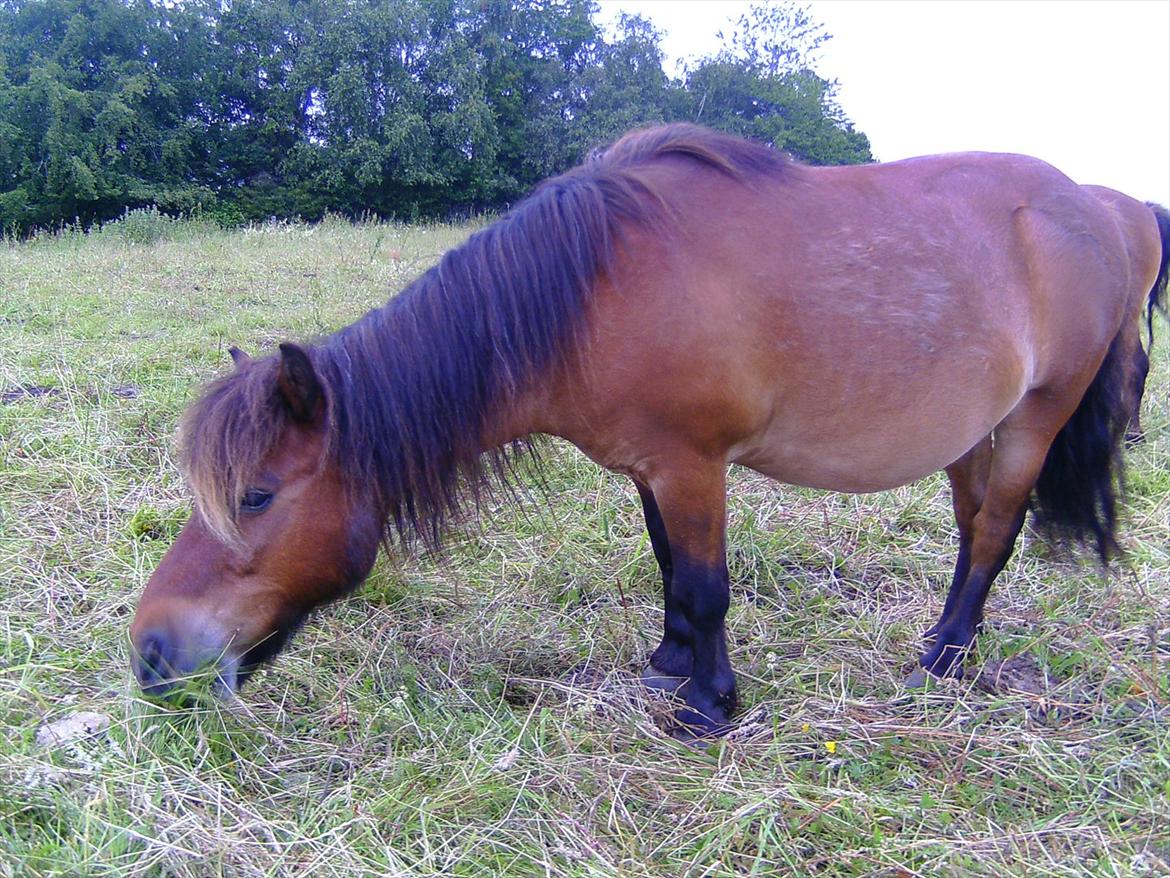 Ridelejre hos Mette Hald Ramussen billede 141