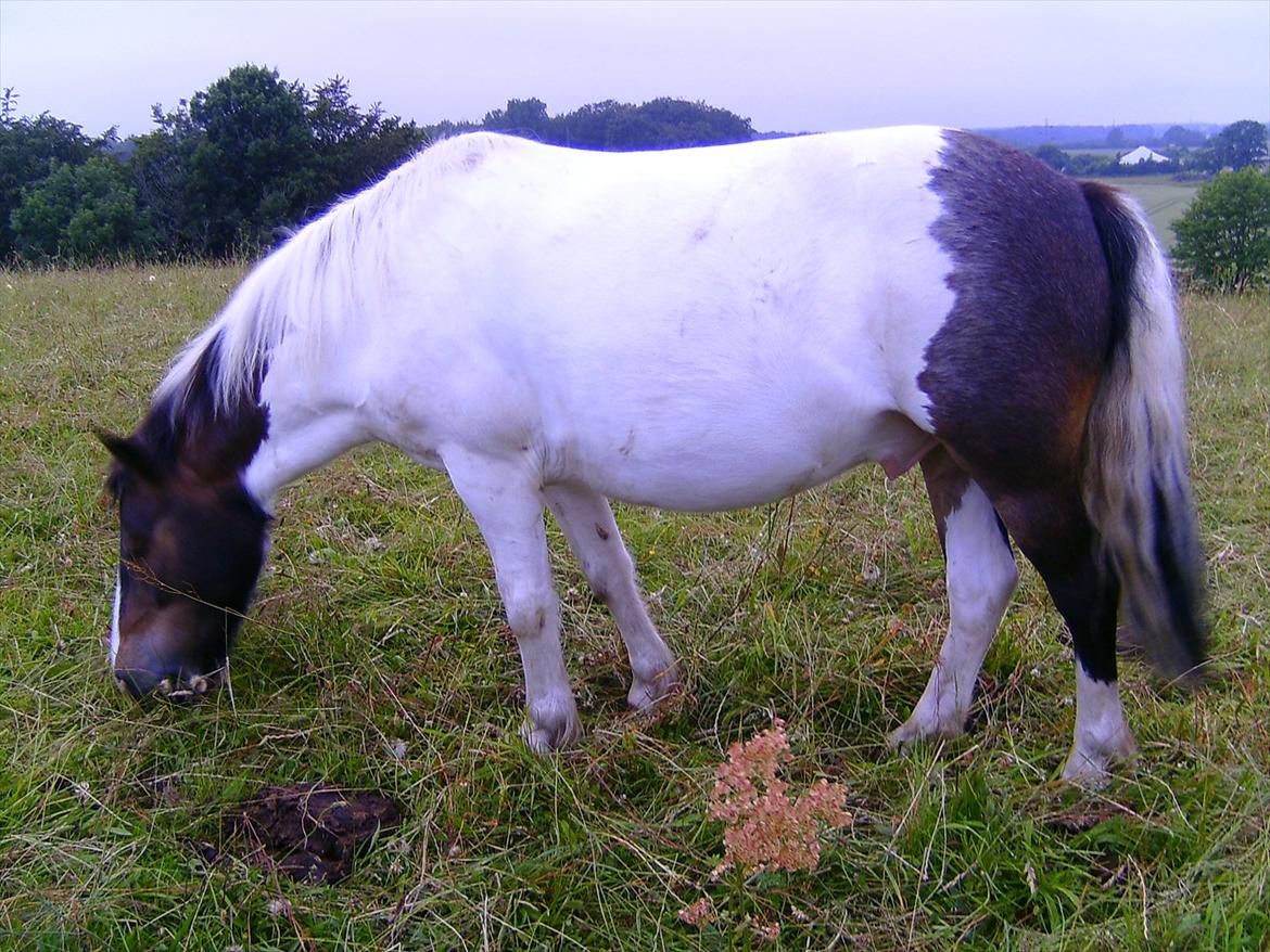 Ridelejre hos Mette Hald Ramussen billede 142