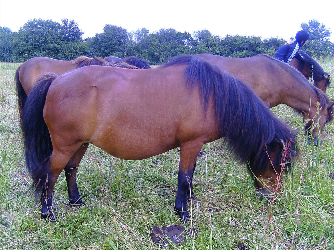 Ridelejre hos Mette Hald Ramussen billede 143