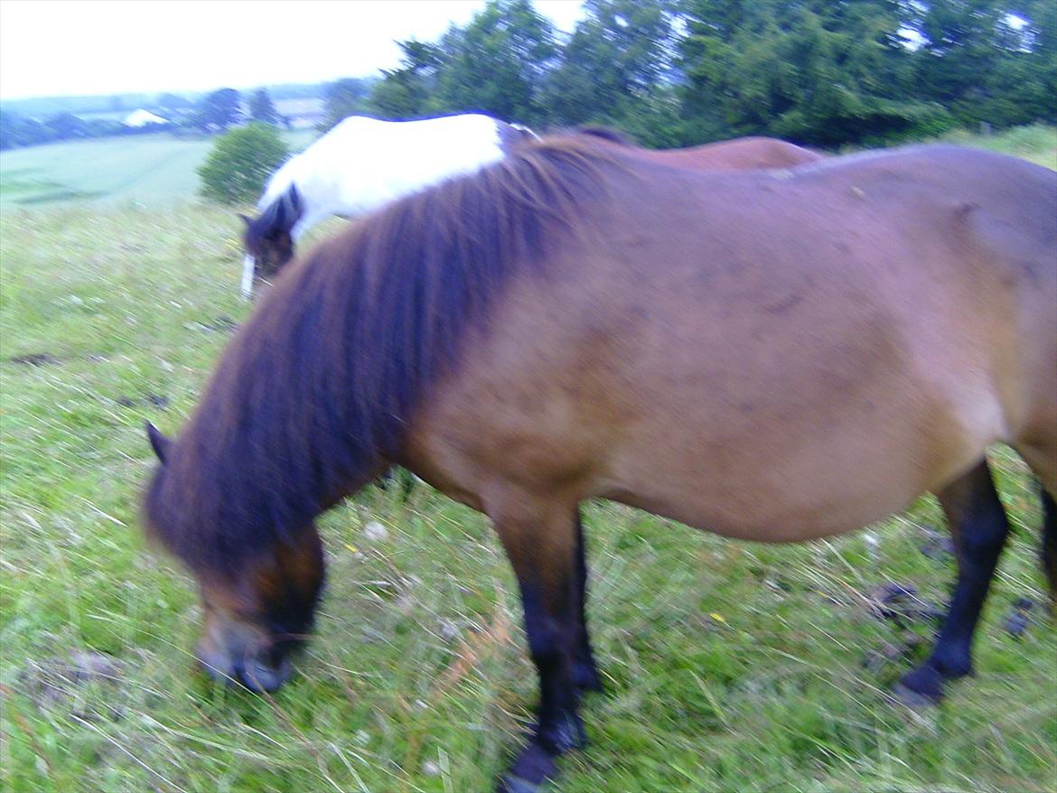 Ridelejre hos Mette Hald Ramussen billede 144