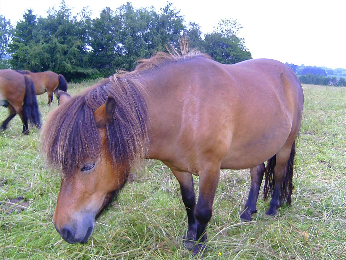 Ridelejre hos Mette Hald Ramussen billede 145