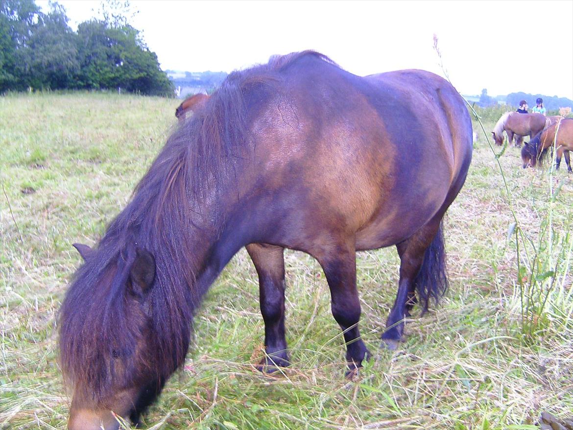 Ridelejre hos Mette Hald Ramussen billede 146