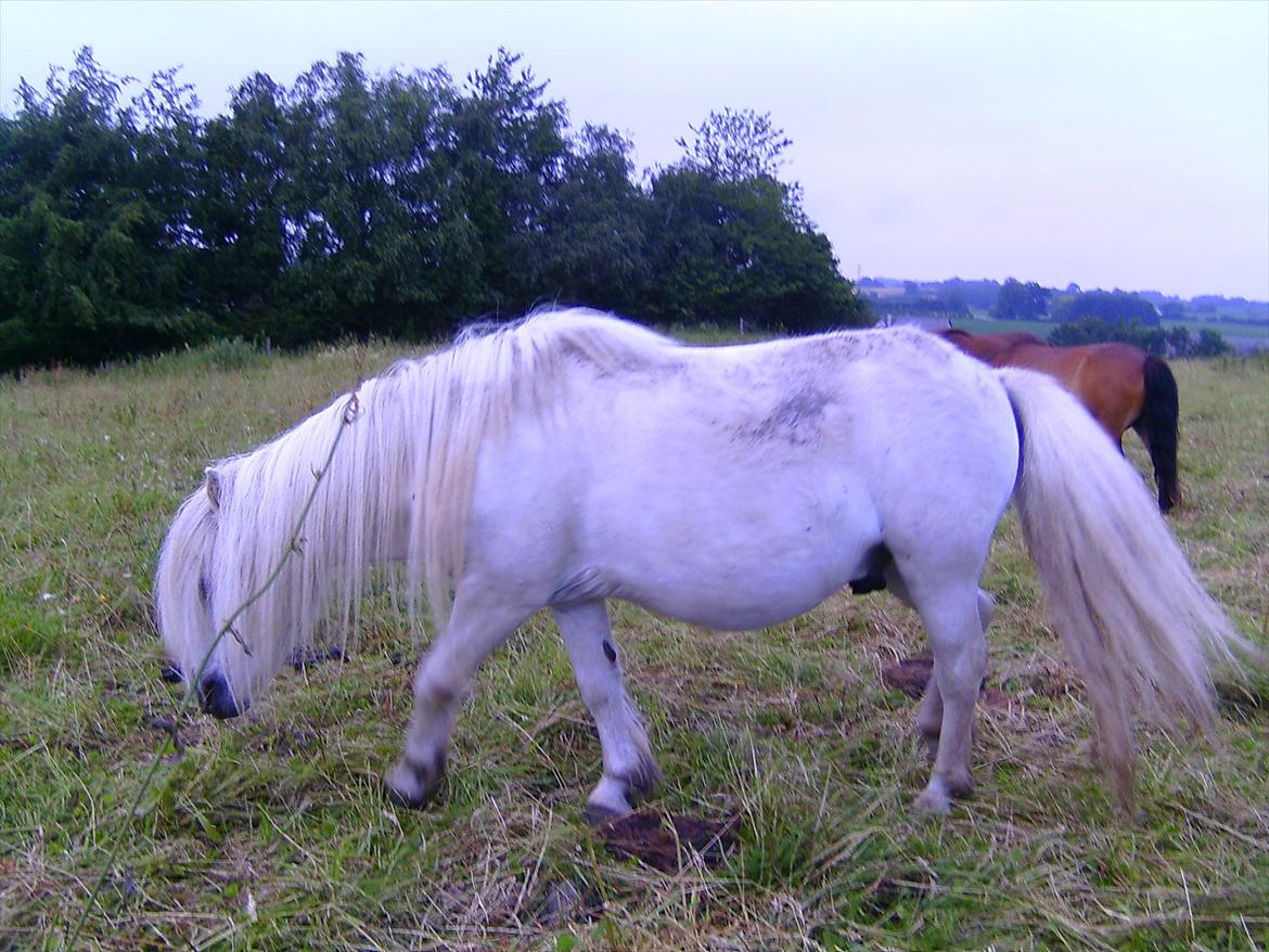 Ridelejre hos Mette Hald Ramussen billede 147