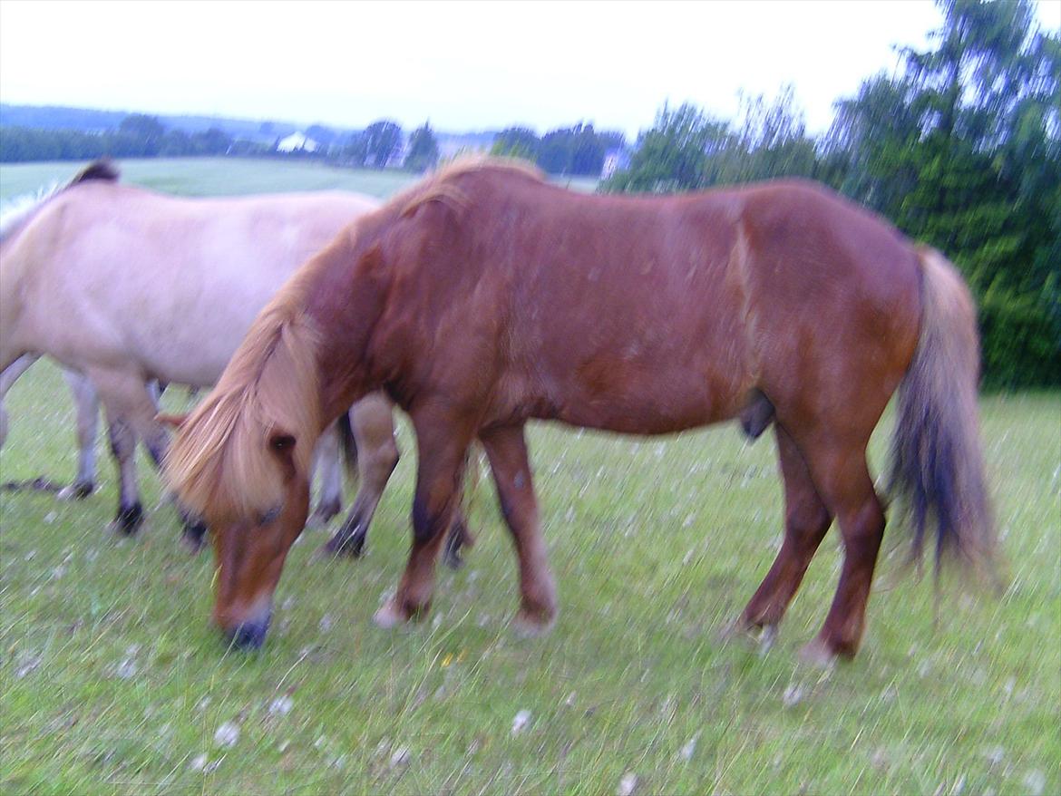 Ridelejre hos Mette Hald Ramussen billede 148