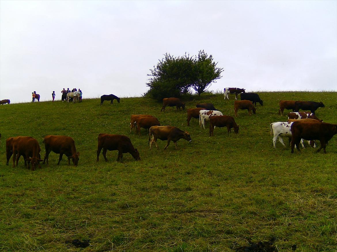 Ridelejre hos Mette Hald Ramussen billede 149