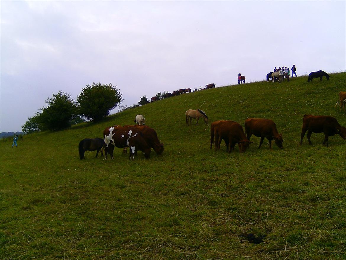 Ridelejre hos Mette Hald Ramussen billede 150