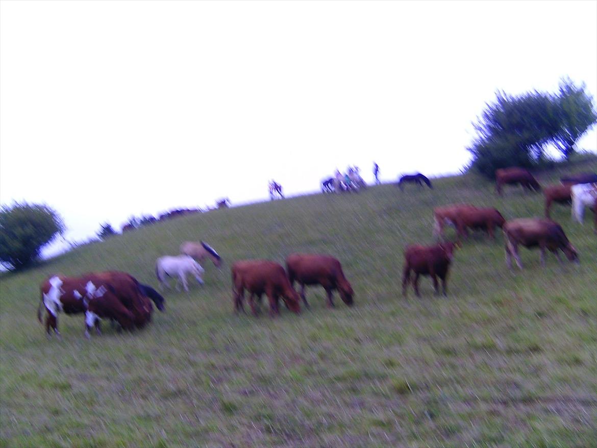 Ridelejre hos Mette Hald Ramussen billede 151