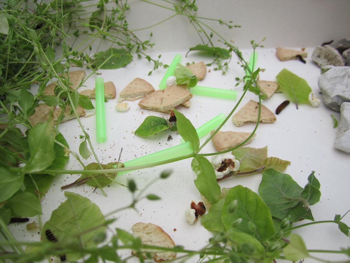 Ridelejr 2011 - Tina Lund - VORES ORMEBY!! (ormehelvede) xD billede 111