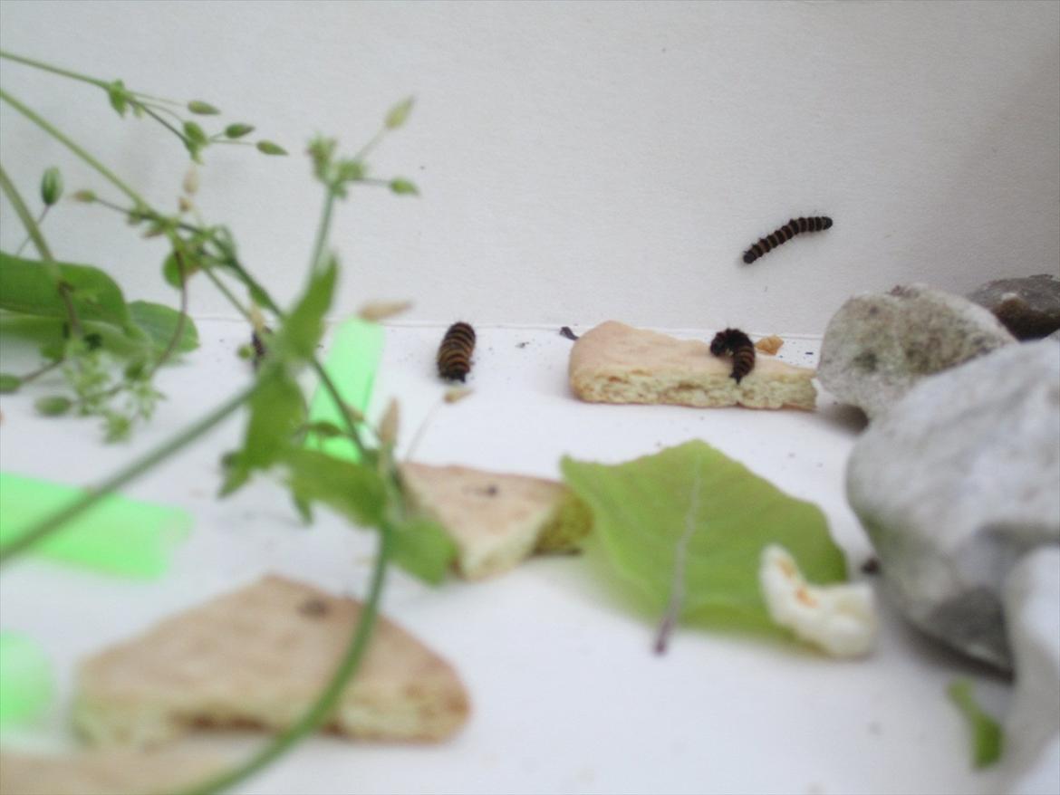 Ridelejr 2011 - Tina Lund - ORM billede 112