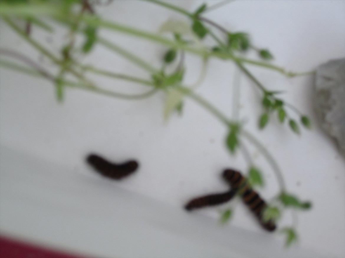 Ridelejr 2011 - Tina Lund billede 113