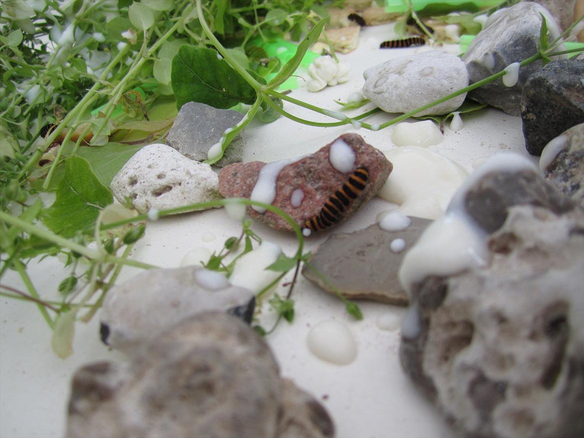 Ridelejr 2011 - Tina Lund billede 114