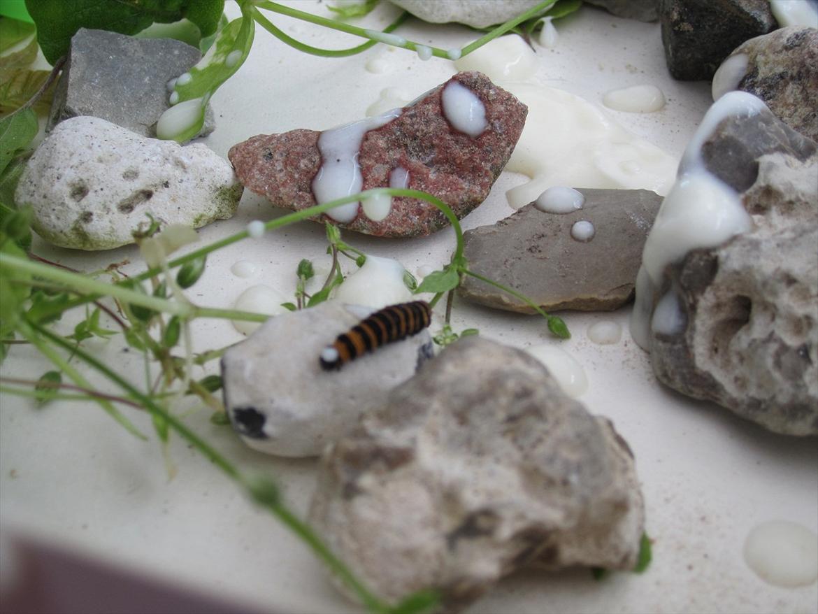 Ridelejr 2011 - Tina Lund billede 115