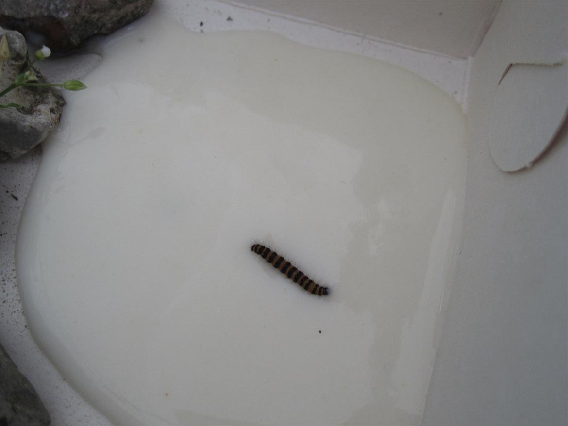 Ridelejr 2011 - Tina Lund - Orm i pære yoghurt (staves) billede 116