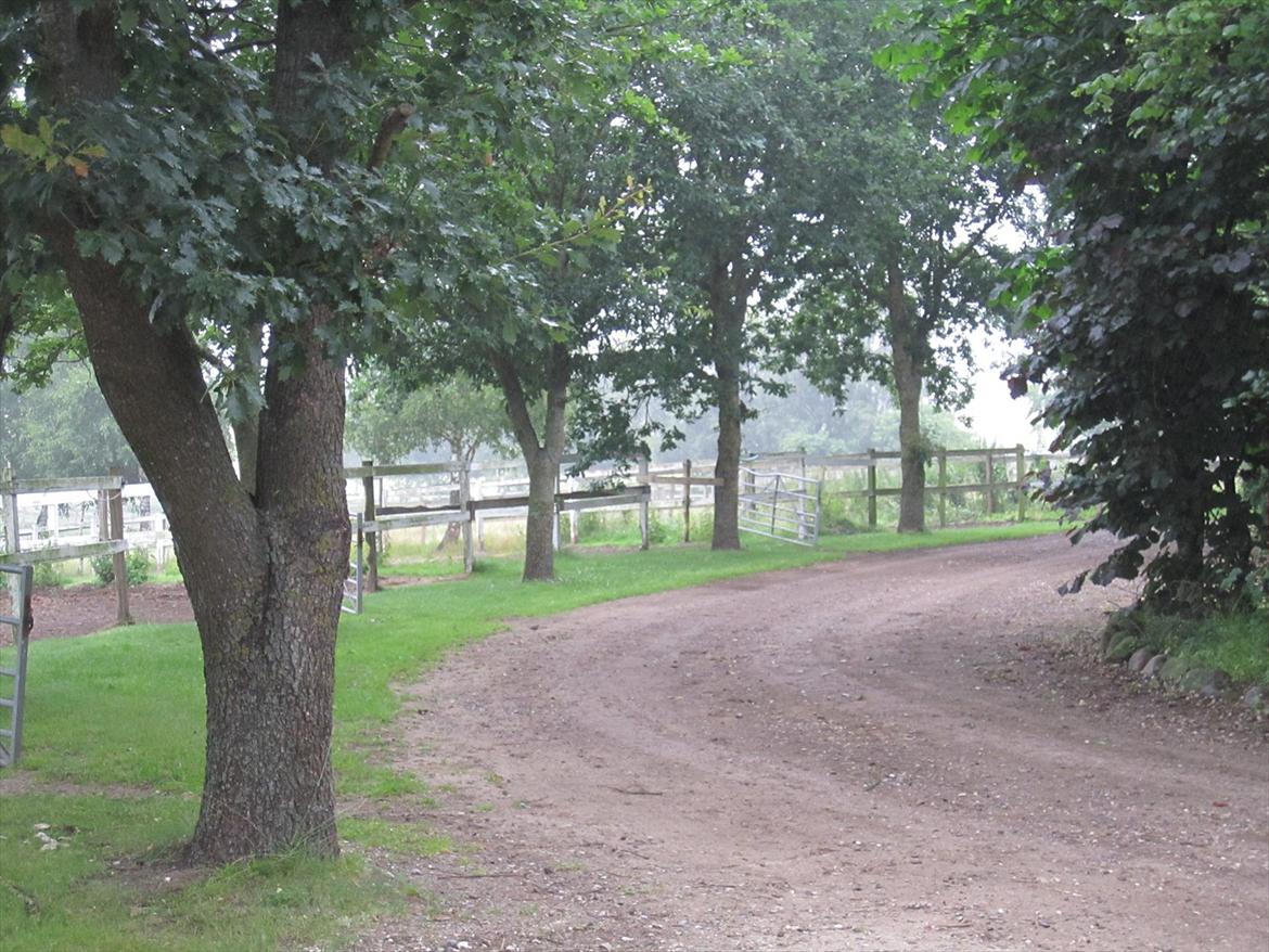 Ridelejr 2011 - Tina Lund - Sti til foldene billede 120