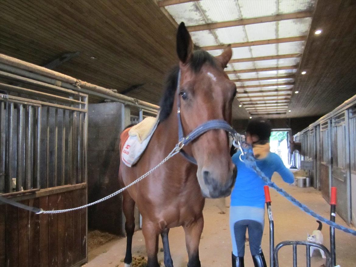 Ridelejr 2011 - Tina Lund - Nanna der sadler Lavina op billede 122