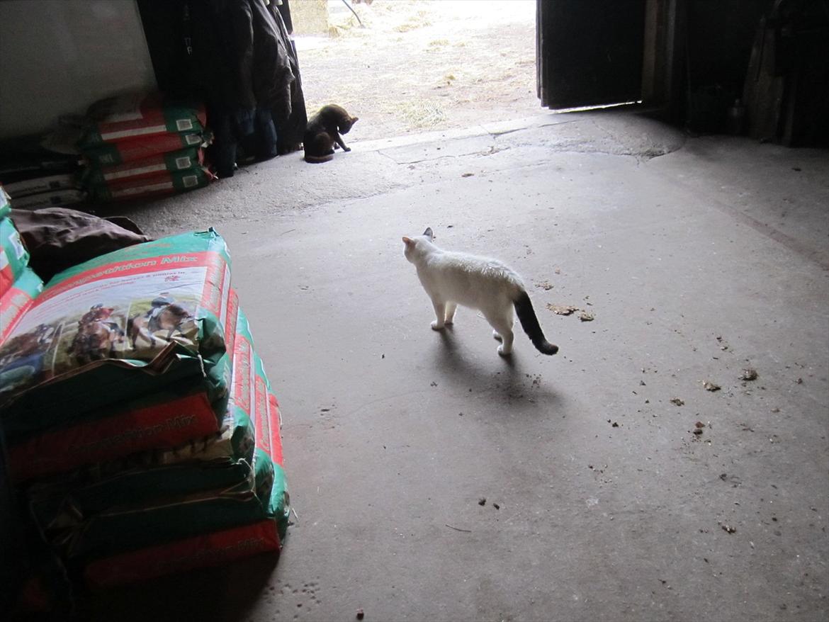 Ridelejr 2011 - Tina Lund - hvid mis billede 123