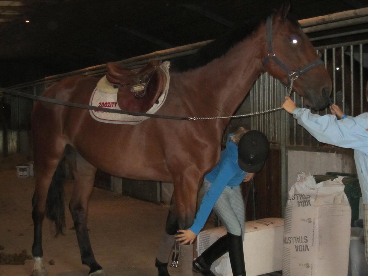 Ridelejr 2011 - Tina Lund - Lavina billede 125