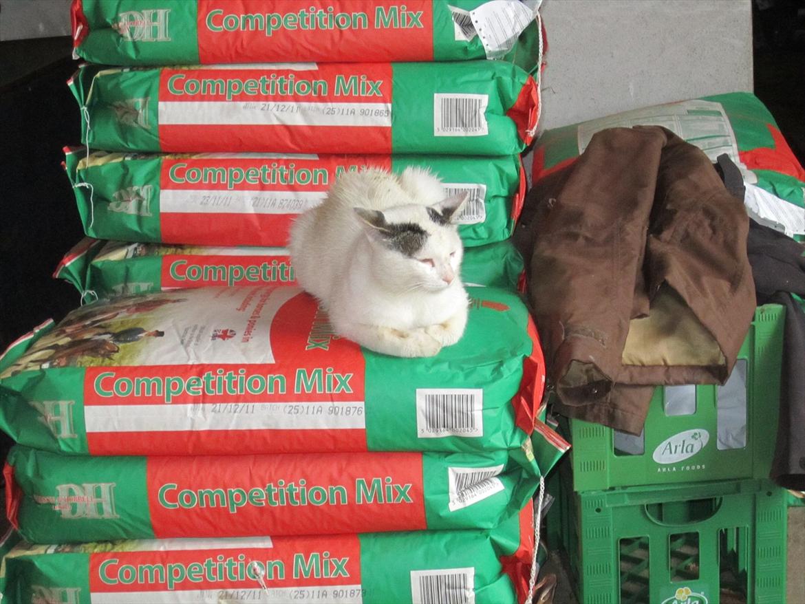 Ridelejr 2011 - Tina Lund billede 126