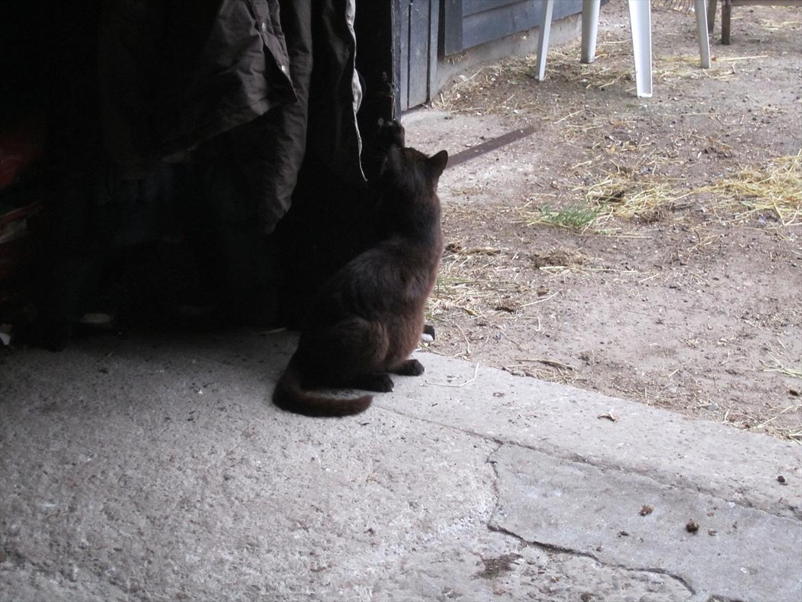 Ridelejr 2011 - Tina Lund billede 127