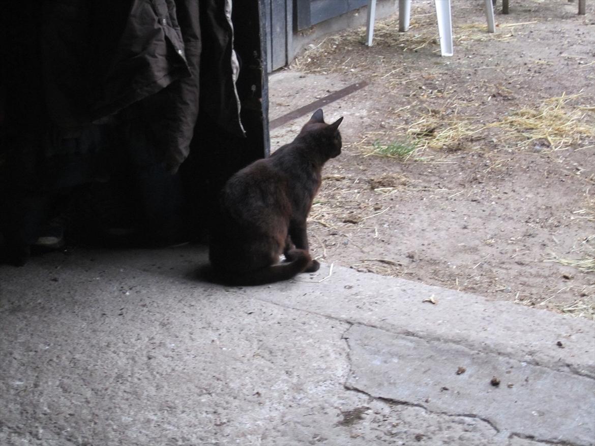 Ridelejr 2011 - Tina Lund billede 128