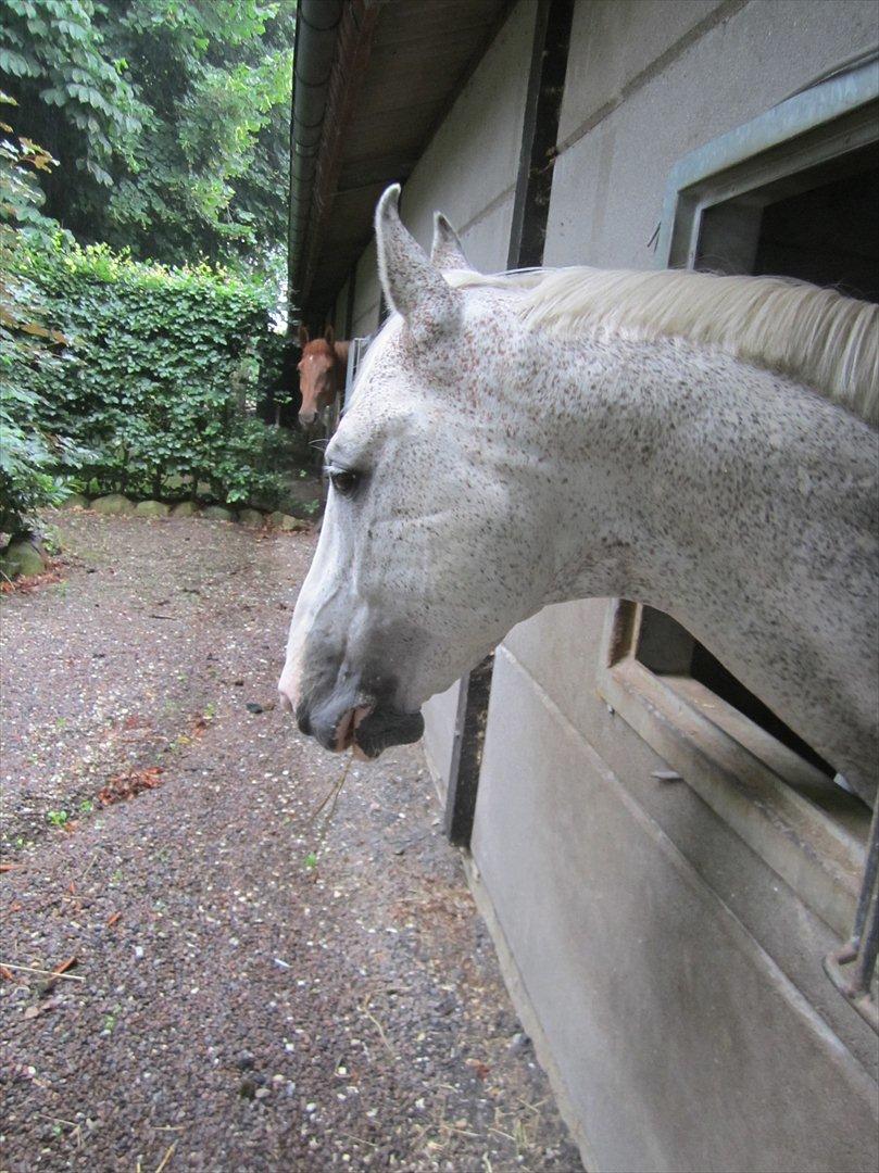 Ridelejr 2011 - Tina Lund - Smukke Lanthanid billede 129