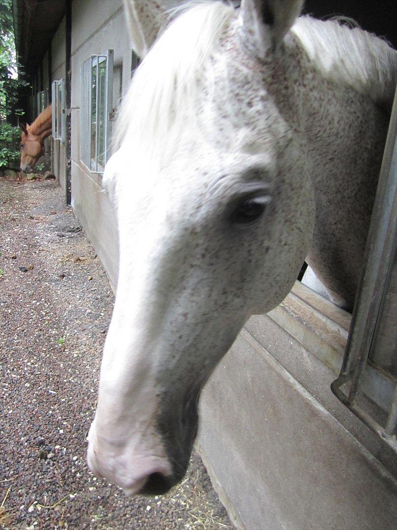 Ridelejr 2011 - Tina Lund - Lanthanid igen billede 130