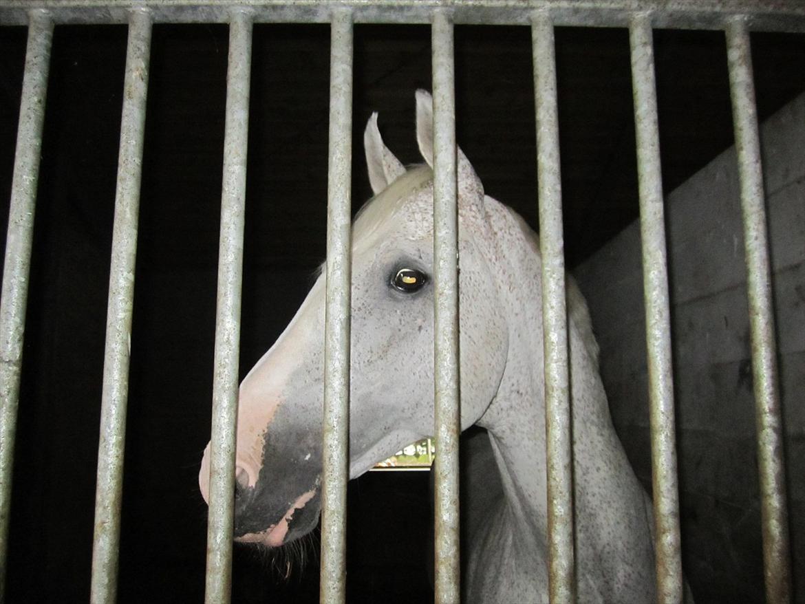 Ridelejr 2011 - Tina Lund - Lanthanid billede 131